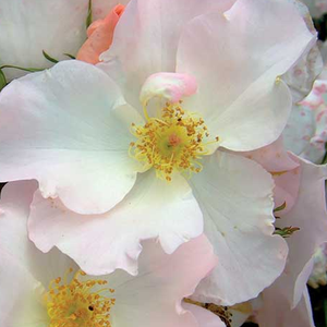 Róże ogrodowe - róże parkowe - biały  - Rosa  Sally Holmes - róża z dyskretnym zapachem - Robert A. Holmes - Bardzo trwała, efektowna, cechują ją bogate, grupowe kwiaty. Świetnie nadaje się do ozdoby ogrodów bliskich naturze.